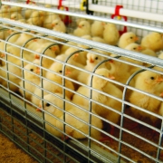 large_poultry-system.jpg
